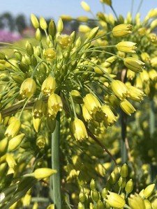 Allium moly.jpg